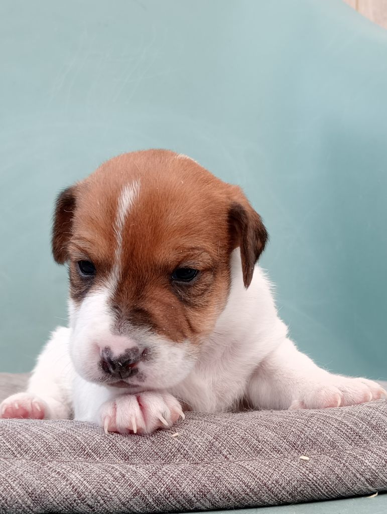 du domaine de la Rocherie - Chiot disponible  - Jack Russell Terrier