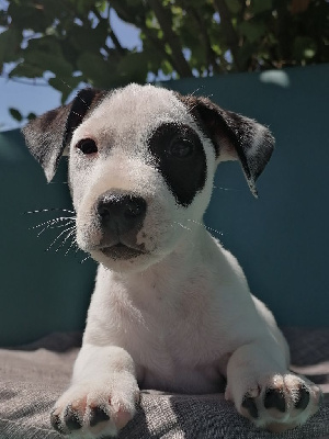 du domaine de la Rocherie - Jack Russell Terrier - Portée née le 12/05/2022