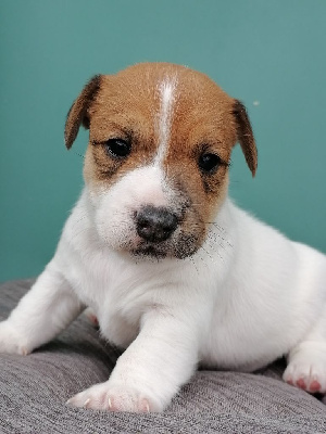 du domaine de la Rocherie - Jack Russell Terrier - Portée née le 02/05/2022