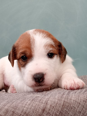 du domaine de la Rocherie - Jack Russell Terrier - Portée née le 04/01/2024