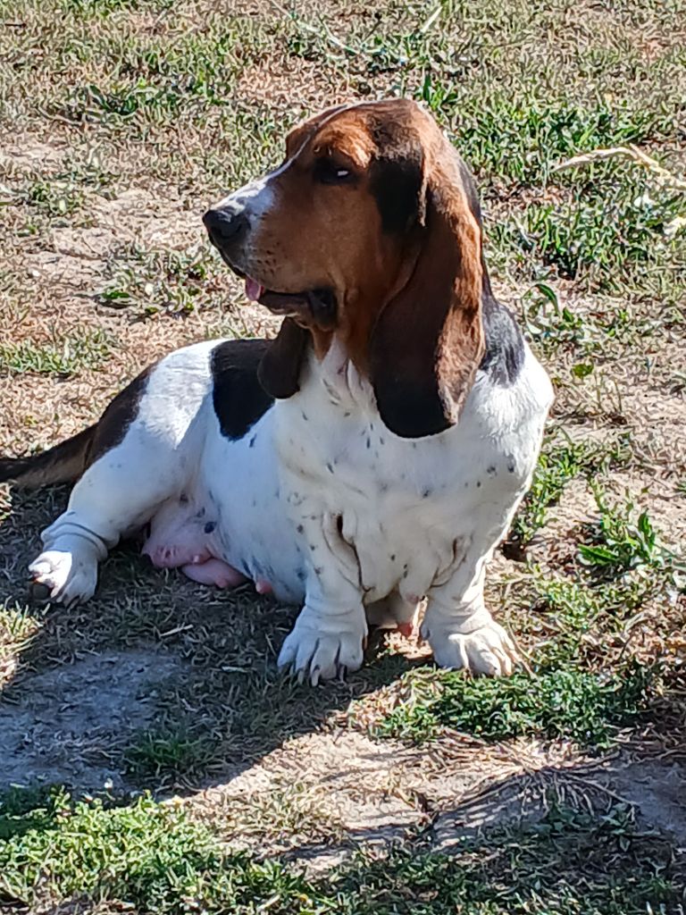 Uguette du domaine de la Rocherie