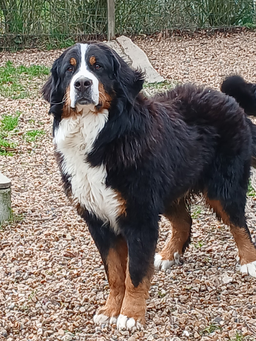 Verdi Des Terres De Pag