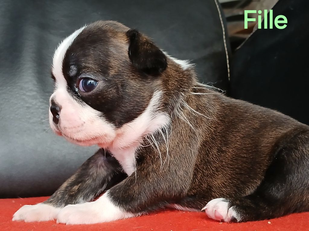 du domaine de la Rocherie - Chiots disponibles - Boston Terrier