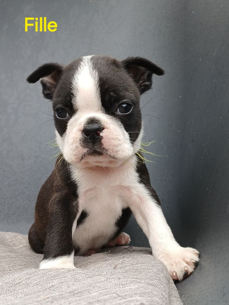 du domaine de la Rocherie - Chiots disponibles - Boston Terrier