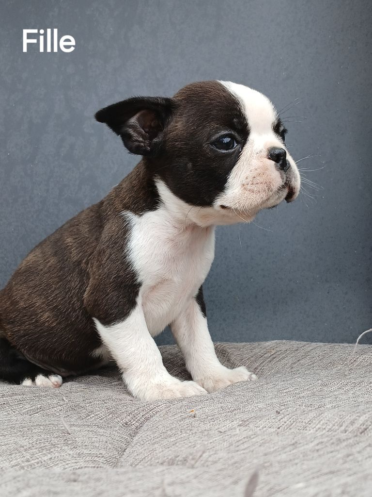 du domaine de la Rocherie - Chiots disponibles - Boston Terrier