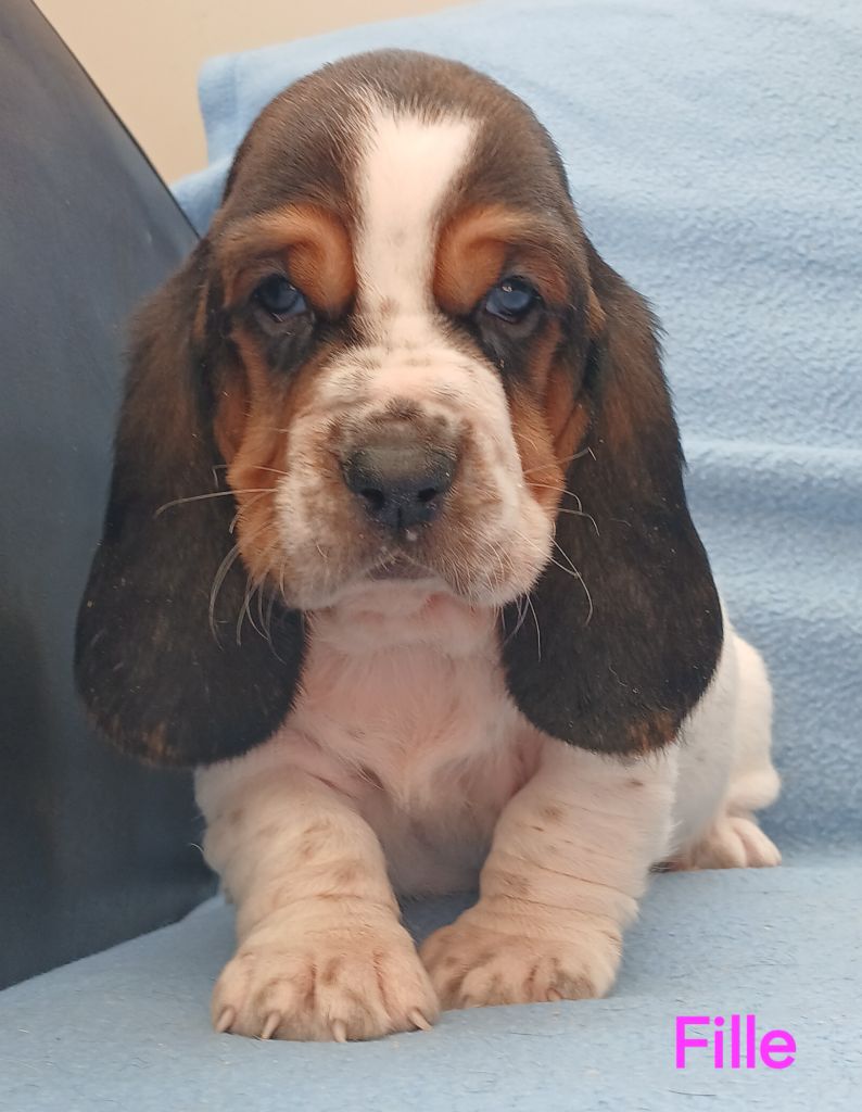du domaine de la Rocherie - Chiots disponibles - Basset Hound