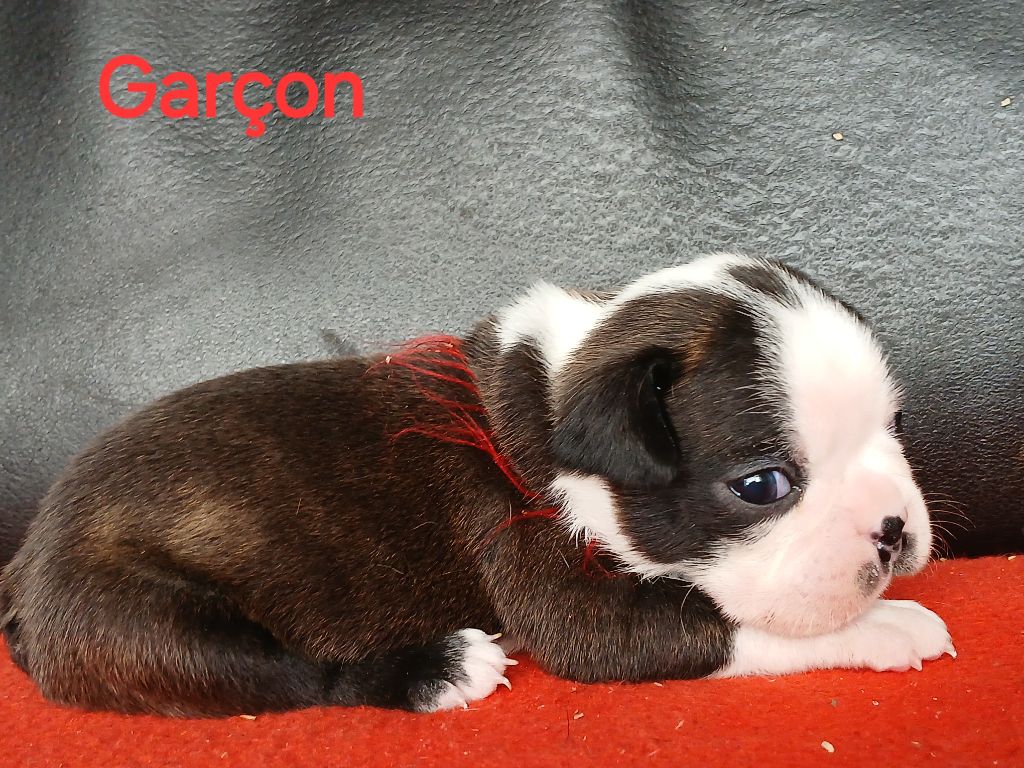 du domaine de la Rocherie - Chiots disponibles - Boston Terrier