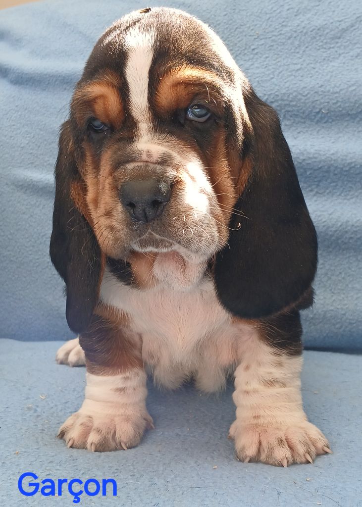 du domaine de la Rocherie - Chiots disponibles - Basset Hound