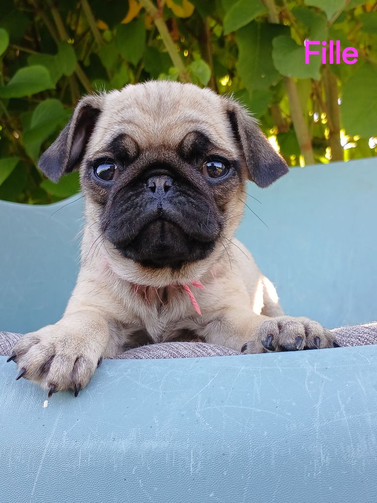 du domaine de la Rocherie - Chiots disponibles - Carlin