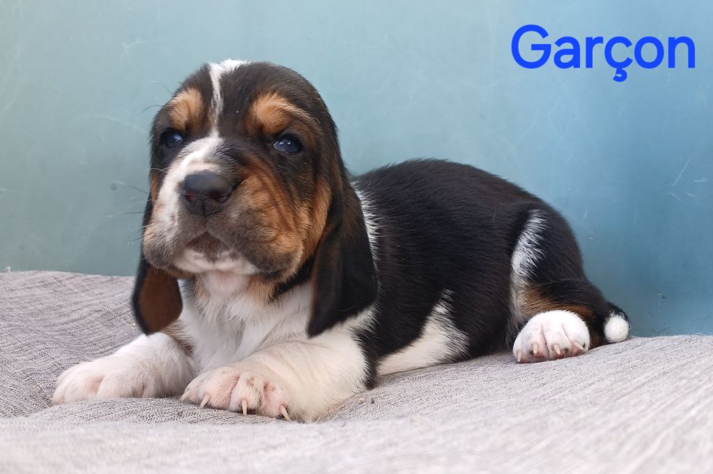 du domaine de la Rocherie - Chiots disponibles - Basset Hound