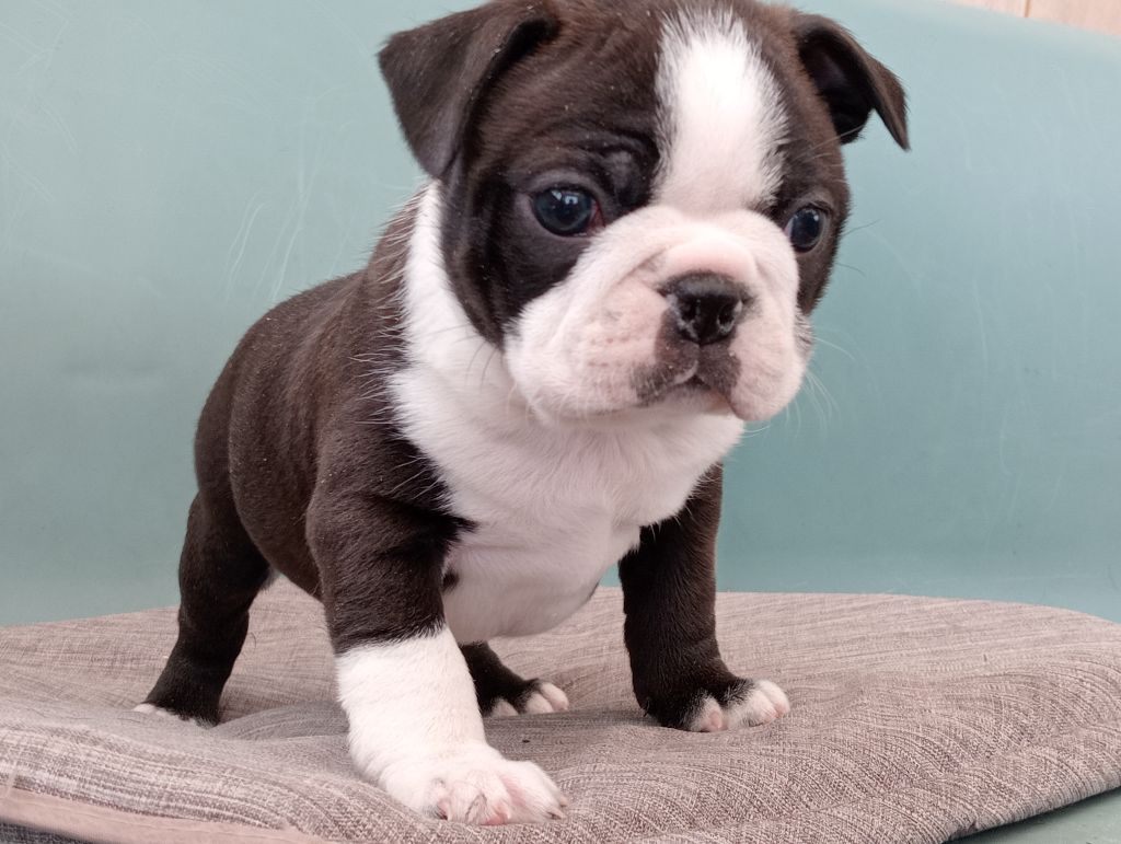 du domaine de la Rocherie - Boston Terrier - Portée née le 12/09/2023