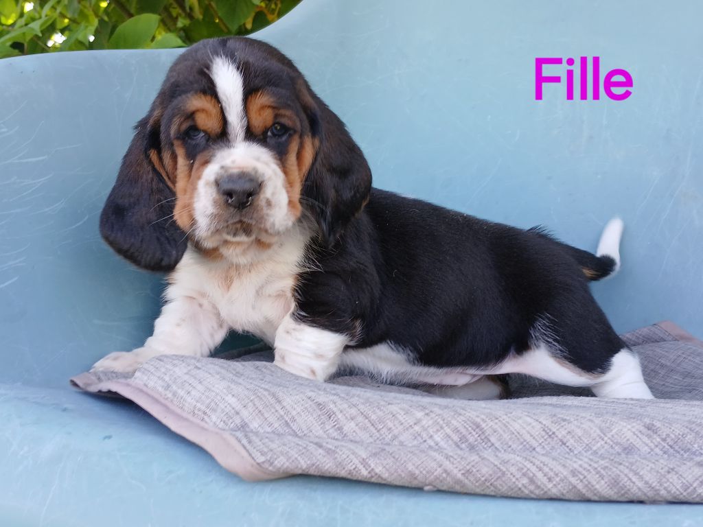 du domaine de la Rocherie - Chiots disponibles - Basset Hound