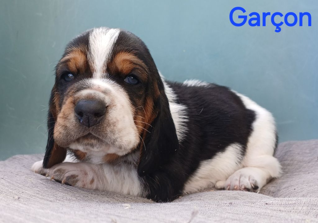 du domaine de la Rocherie - Chiots disponibles - Basset Hound