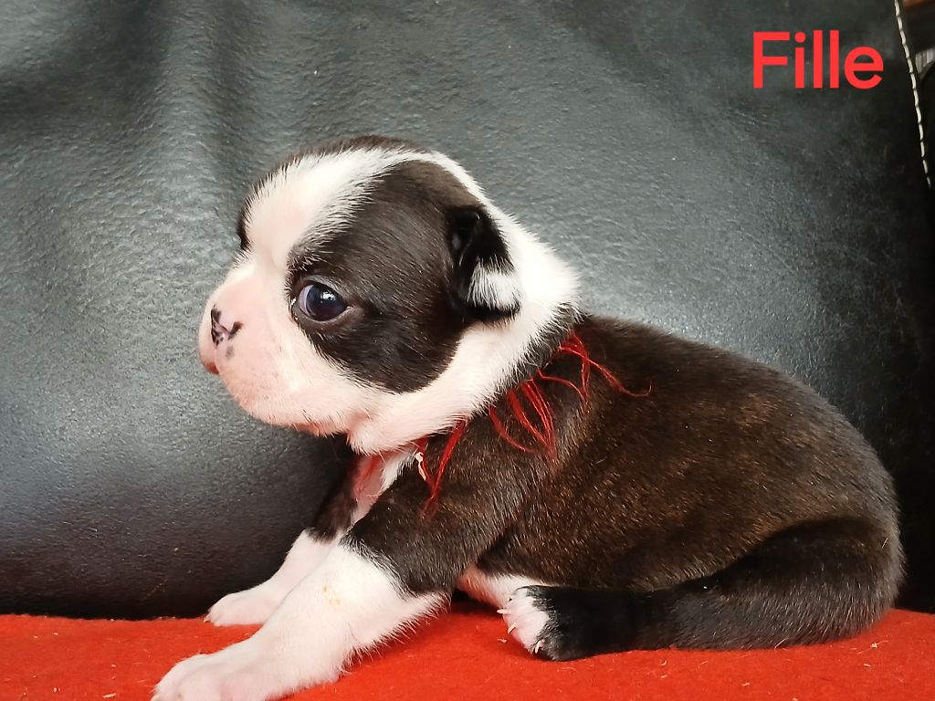 du domaine de la Rocherie - Chiots disponibles - Boston Terrier