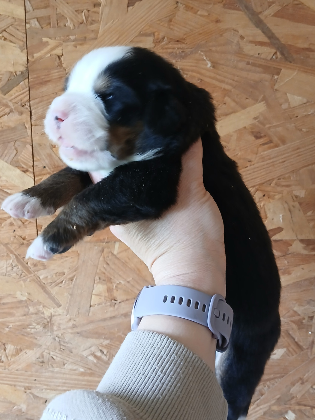 du domaine de la Rocherie - Chiots disponibles - Bouvier Bernois