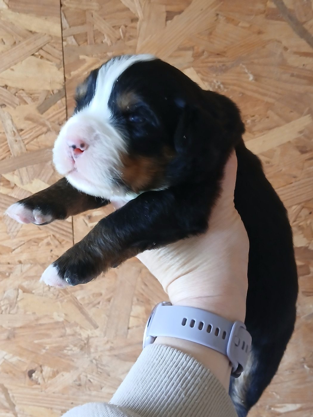 du domaine de la Rocherie - Chiots disponibles - Bouvier Bernois