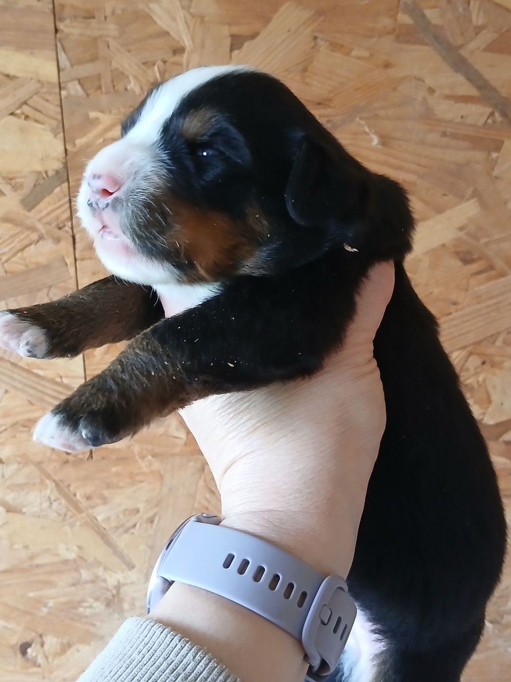 du domaine de la Rocherie - Chiots disponibles - Bouvier Bernois