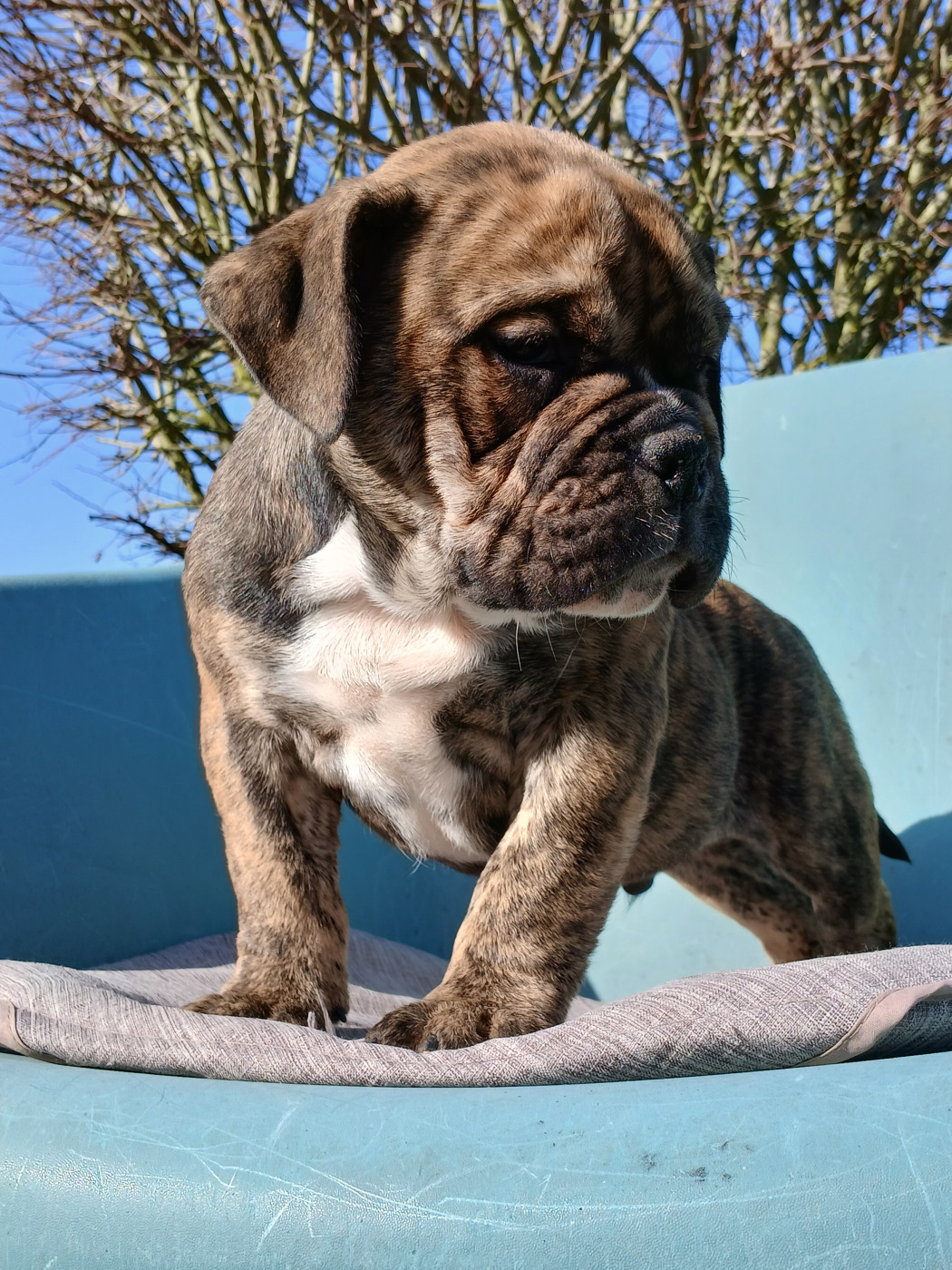 du domaine de la Rocherie - Chiots disponibles - Bulldog Anglais
