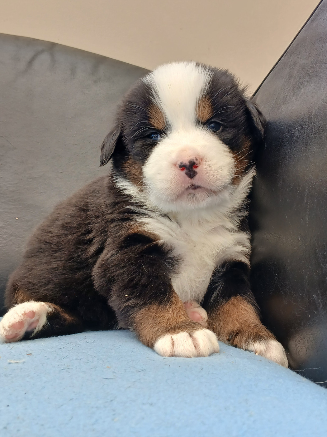 du domaine de la Rocherie - Chiots disponibles - Bouvier Bernois