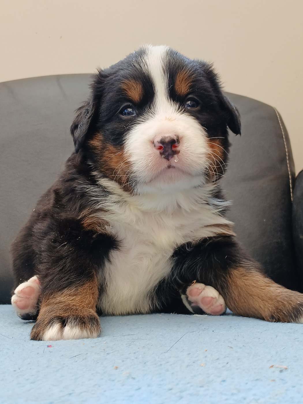 du domaine de la Rocherie - Chiots disponibles - Bouvier Bernois