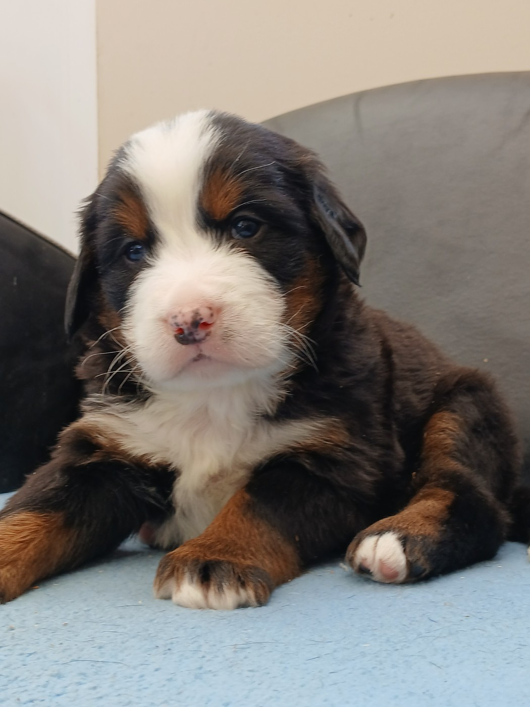 du domaine de la Rocherie - Chiots disponibles - Bouvier Bernois