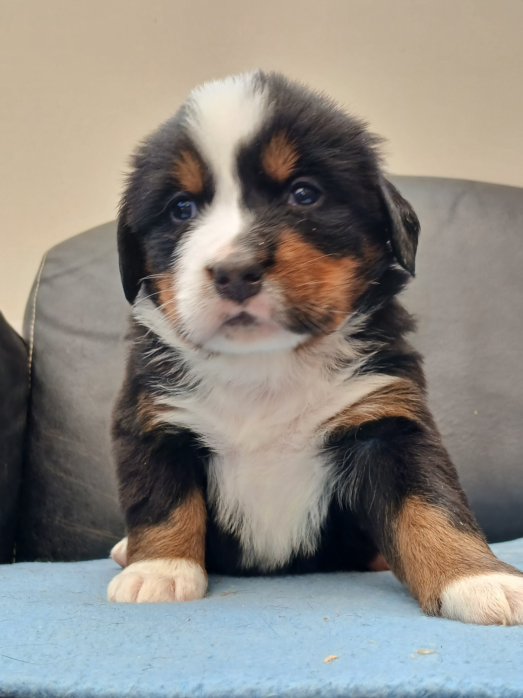 du domaine de la Rocherie - Chiots disponibles - Bouvier Bernois