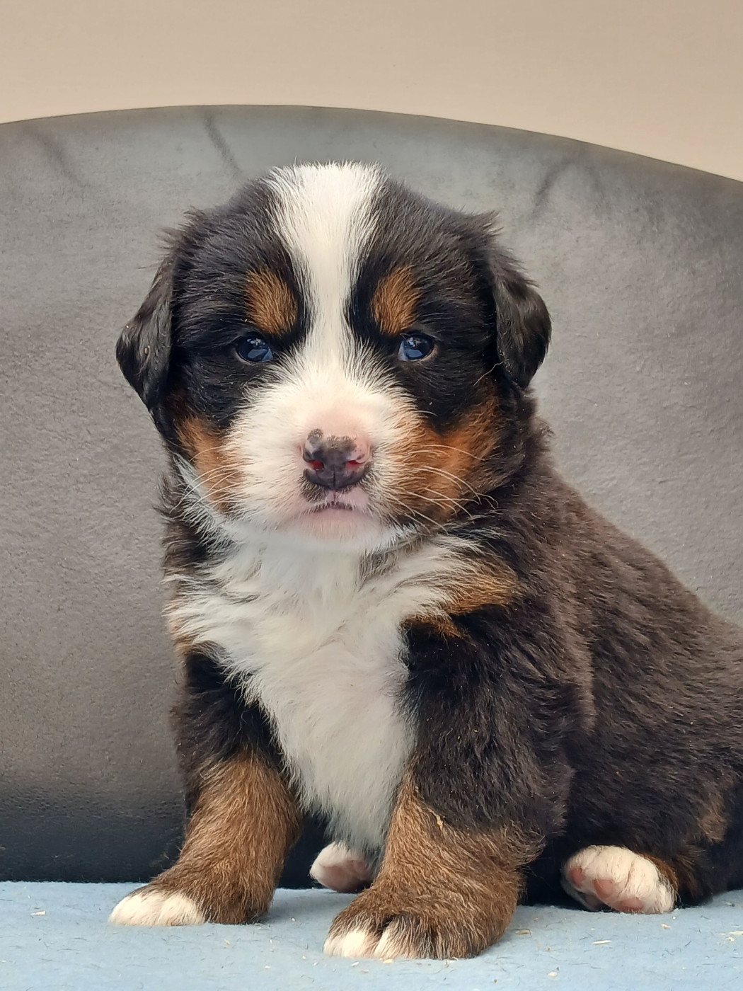 du domaine de la Rocherie - Chiots disponibles - Bouvier Bernois