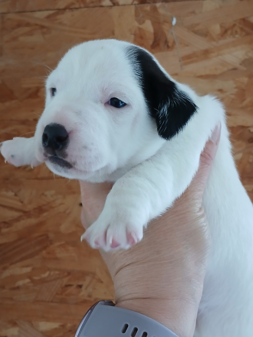 du domaine de la Rocherie - Chiots disponibles - Jack Russell Terrier