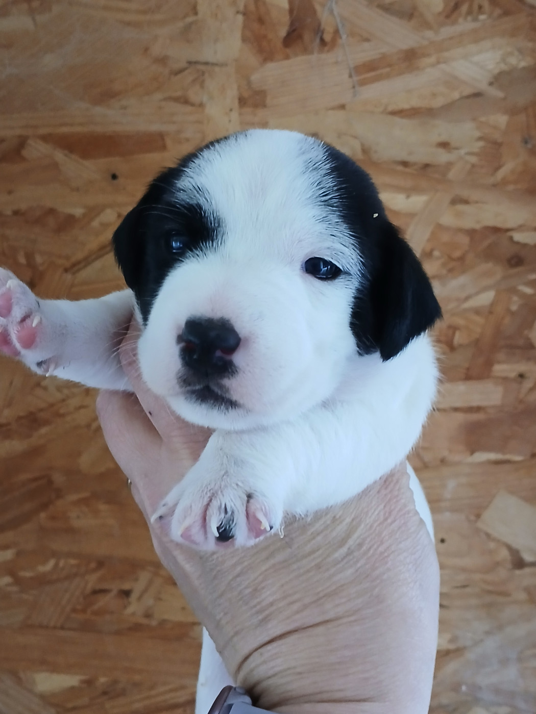 du domaine de la Rocherie - Chiots disponibles - Jack Russell Terrier
