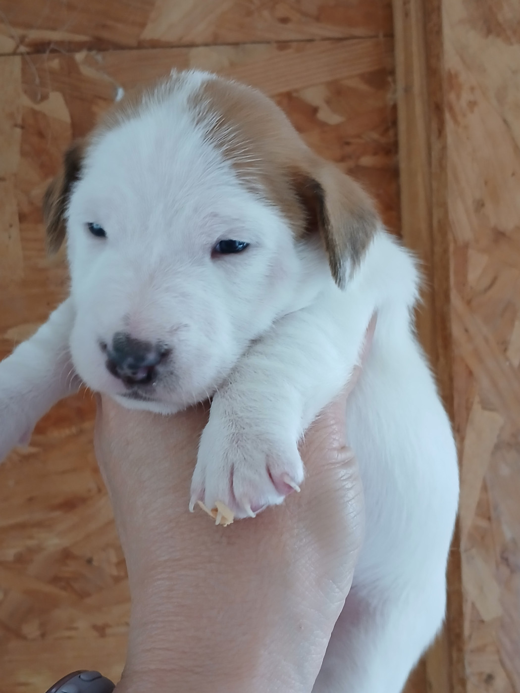 du domaine de la Rocherie - Chiots disponibles - Jack Russell Terrier