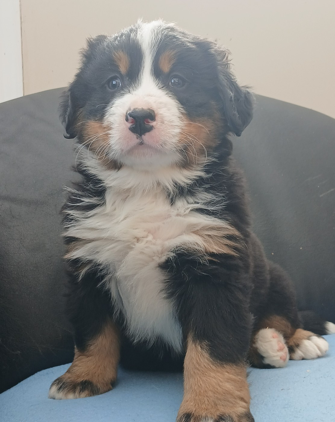 du domaine de la Rocherie - Chiots disponibles - Bouvier Bernois