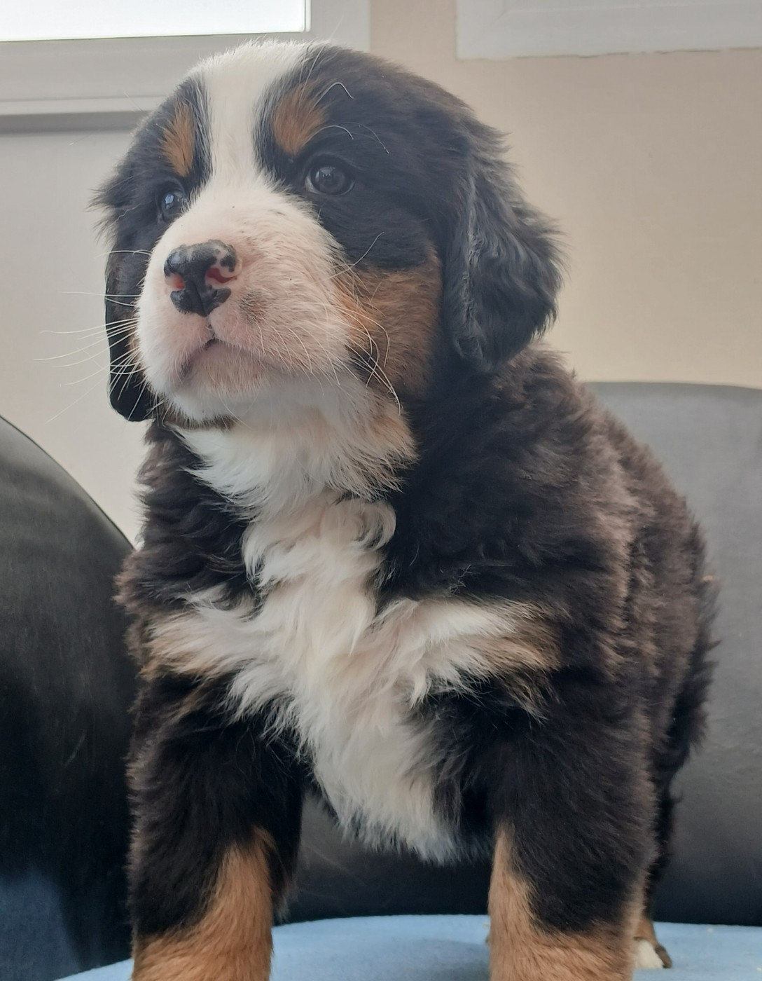 du domaine de la Rocherie - Chiots disponibles - Bouvier Bernois