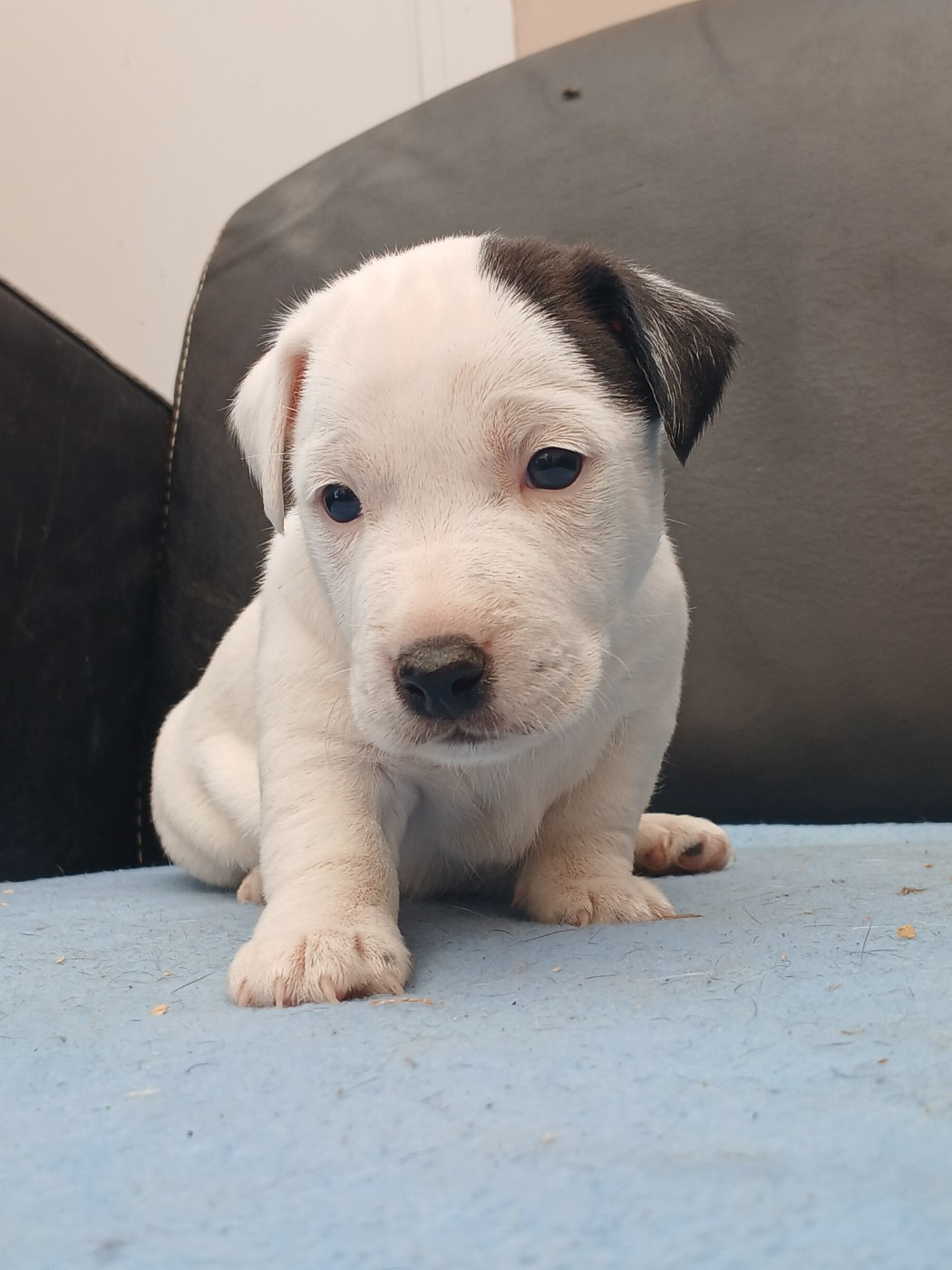 du domaine de la Rocherie - Chiots disponibles - Jack Russell Terrier