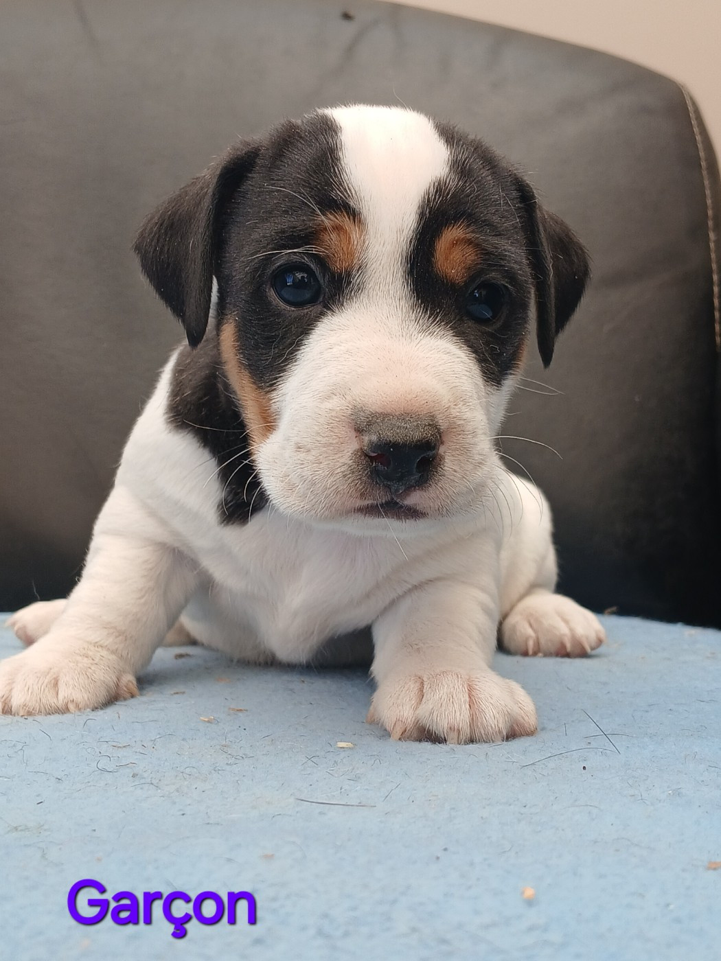 du domaine de la Rocherie - Chiots disponibles - Jack Russell Terrier