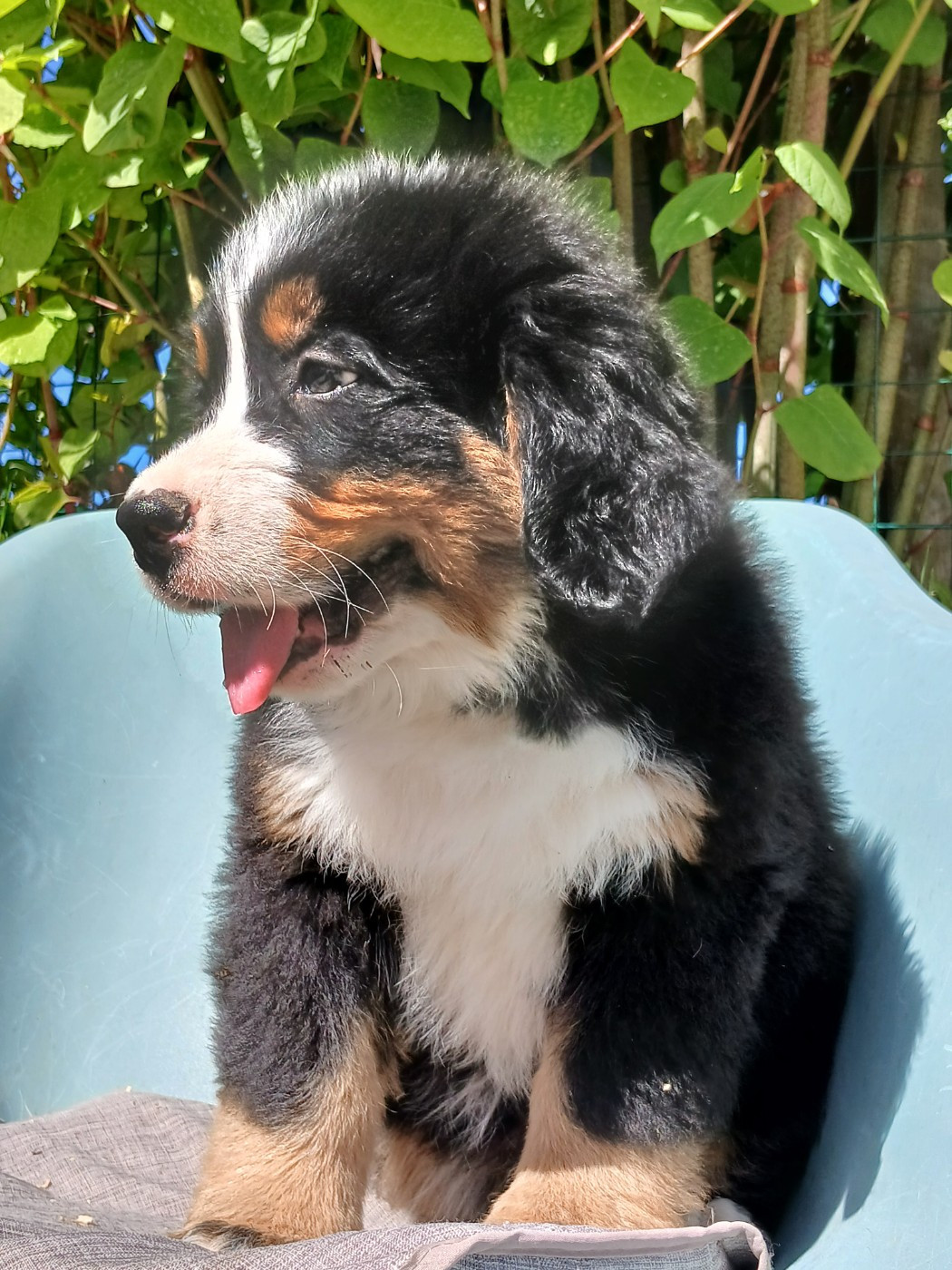 du domaine de la Rocherie - Chiots disponibles - Bouvier Bernois