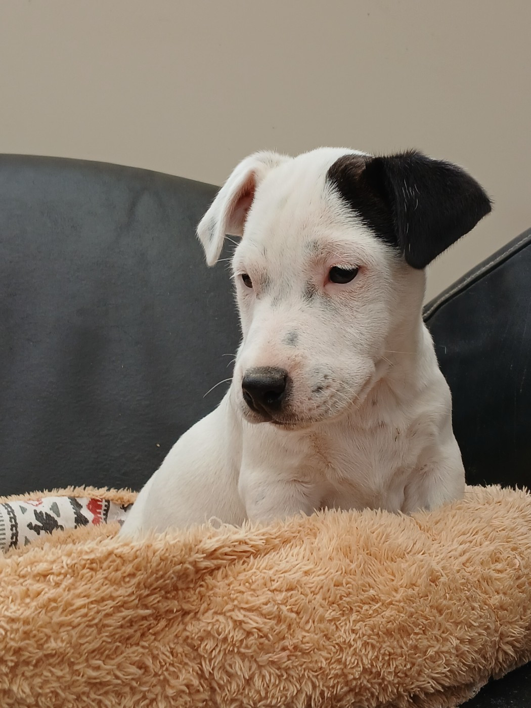 du domaine de la Rocherie - Chiots disponibles - Jack Russell Terrier