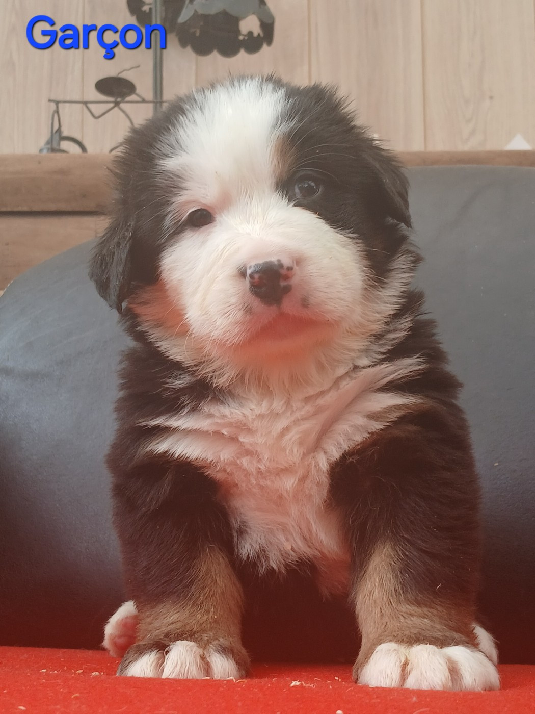 du domaine de la Rocherie - Chiots disponibles - Bouvier Bernois