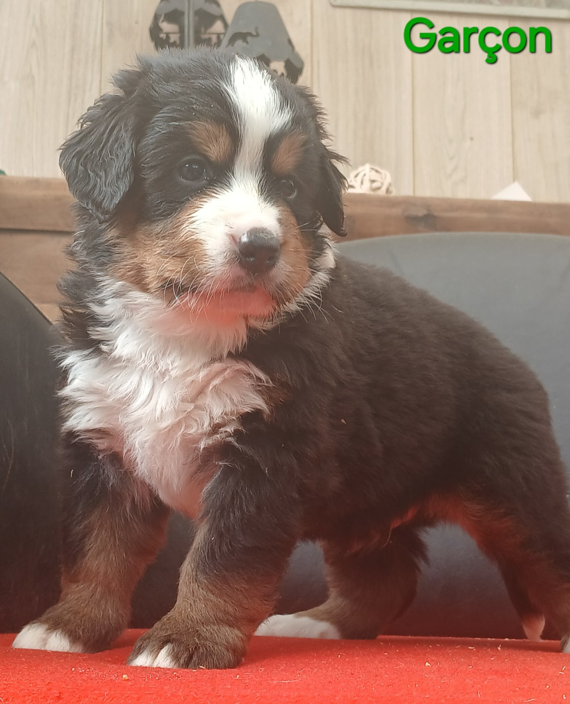 du domaine de la Rocherie - Chiots disponibles - Bouvier Bernois