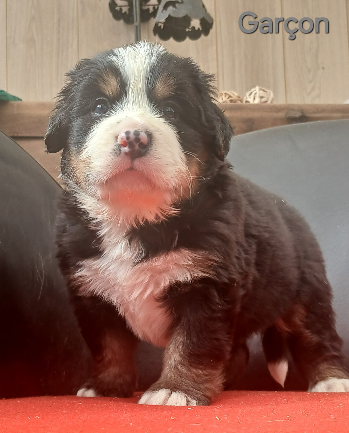 du domaine de la Rocherie - Chiots disponibles - Bouvier Bernois