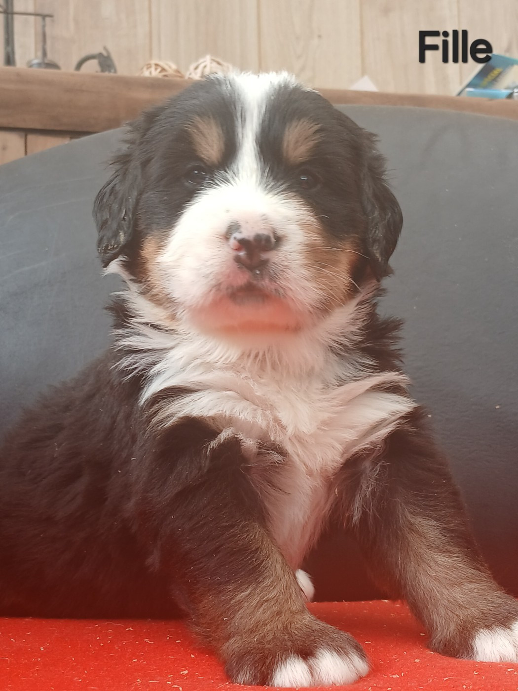 du domaine de la Rocherie - Chiots disponibles - Bouvier Bernois