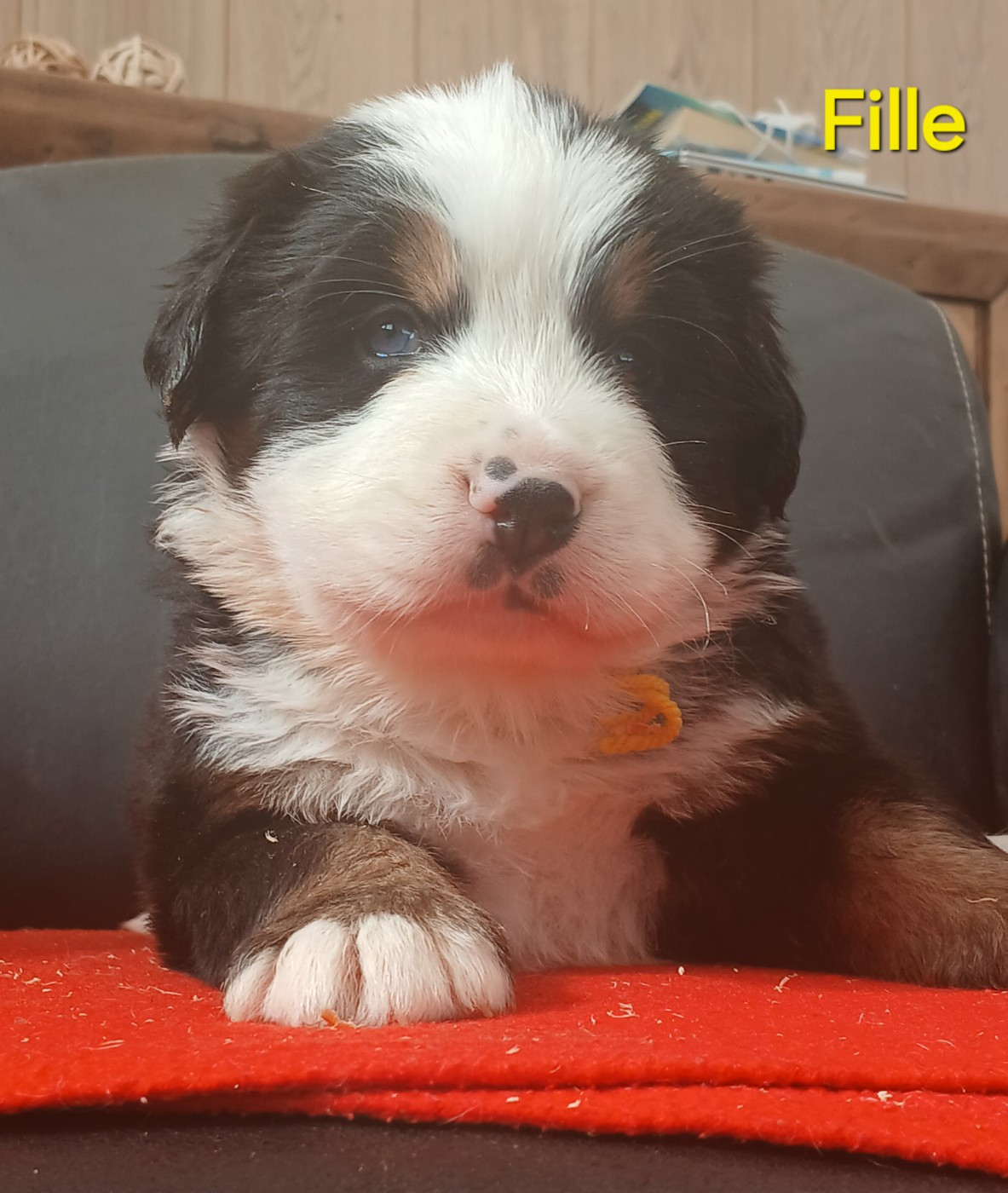 du domaine de la Rocherie - Chiots disponibles - Bouvier Bernois