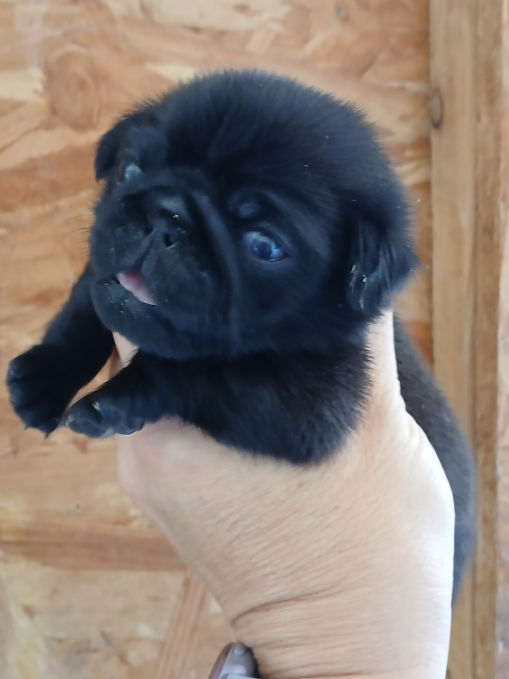 du domaine de la Rocherie - Chiots disponibles - Carlin