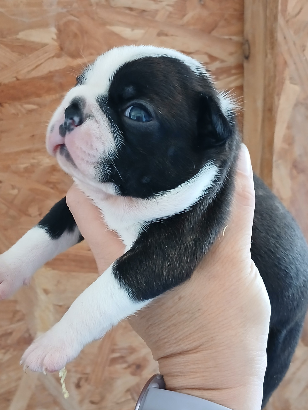 du domaine de la Rocherie - Chiots disponibles - Boston Terrier