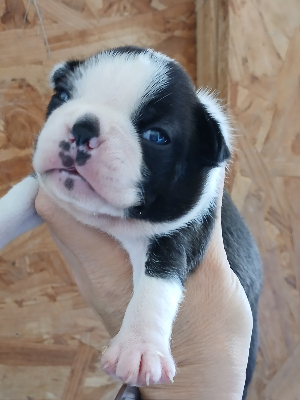 du domaine de la Rocherie - Chiots disponibles - Boston Terrier