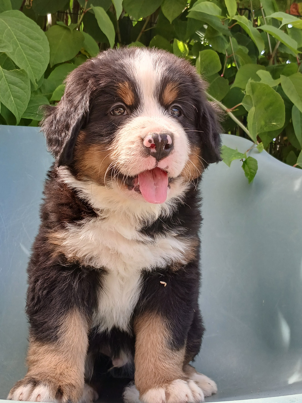 du domaine de la Rocherie - Chiots disponibles - Bouvier Bernois