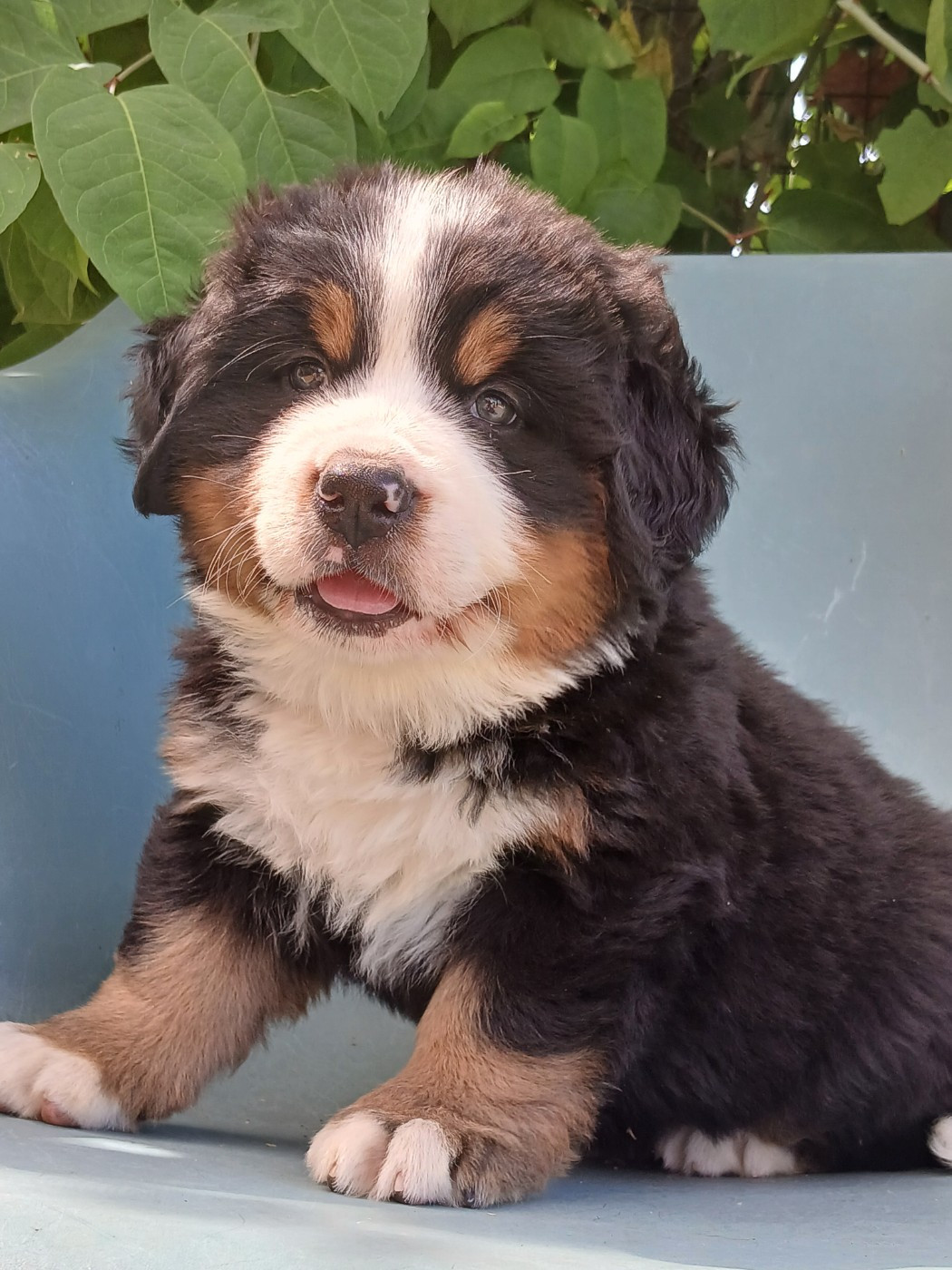 du domaine de la Rocherie - Chiots disponibles - Bouvier Bernois