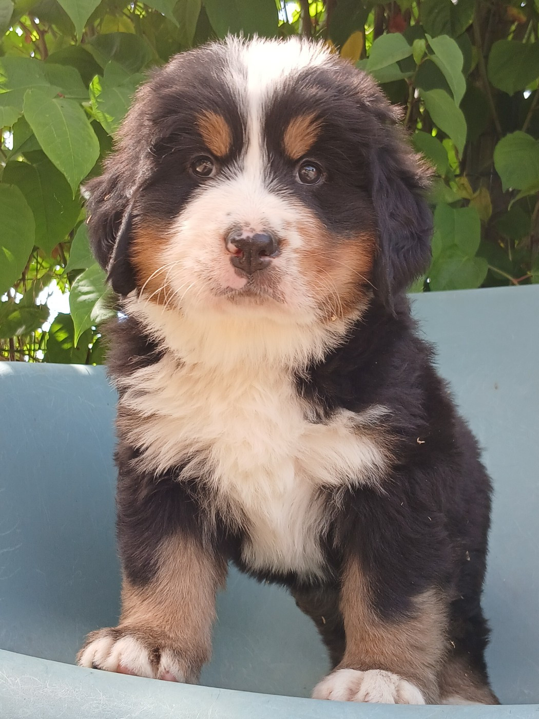 du domaine de la Rocherie - Chiots disponibles - Bouvier Bernois