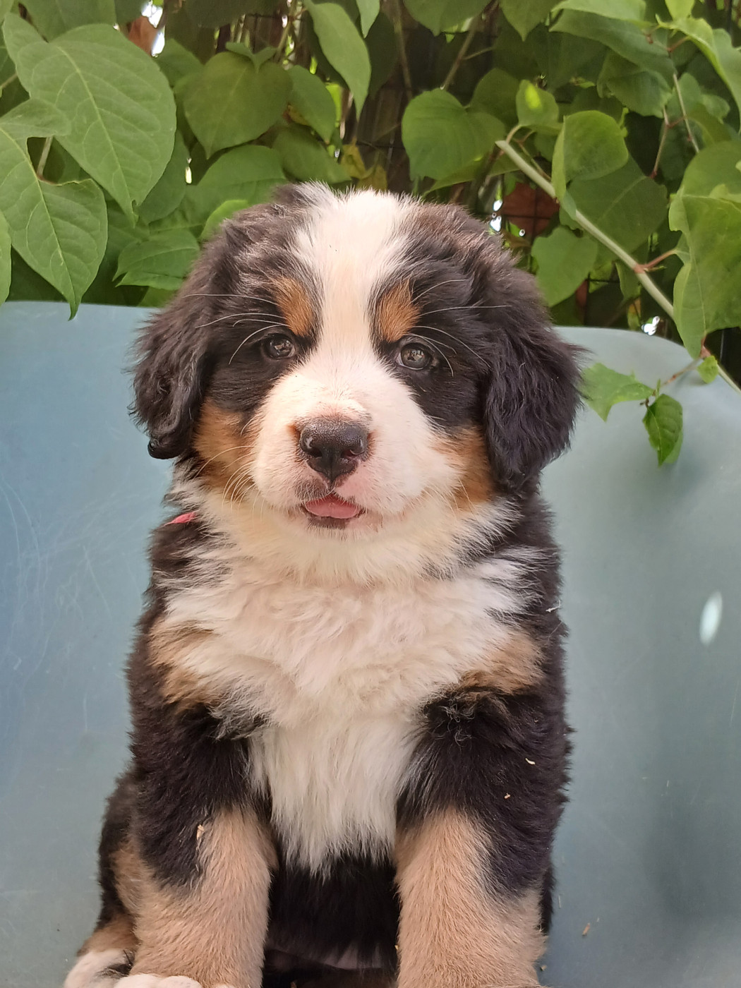 du domaine de la Rocherie - Chiots disponibles - Bouvier Bernois
