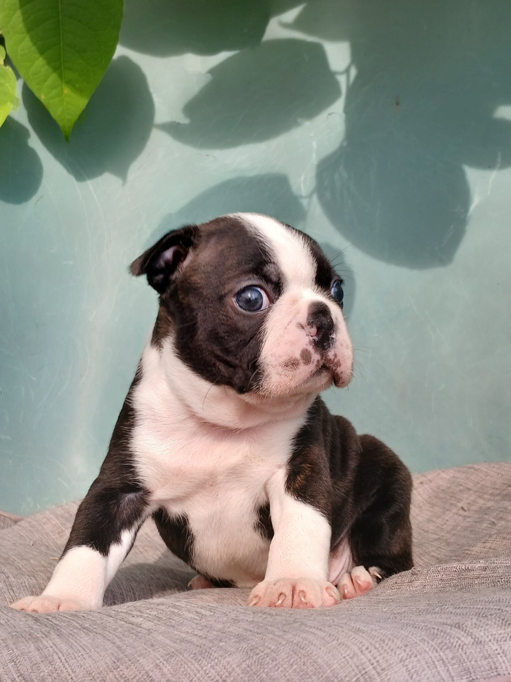du domaine de la Rocherie - Chiots disponibles - Boston Terrier