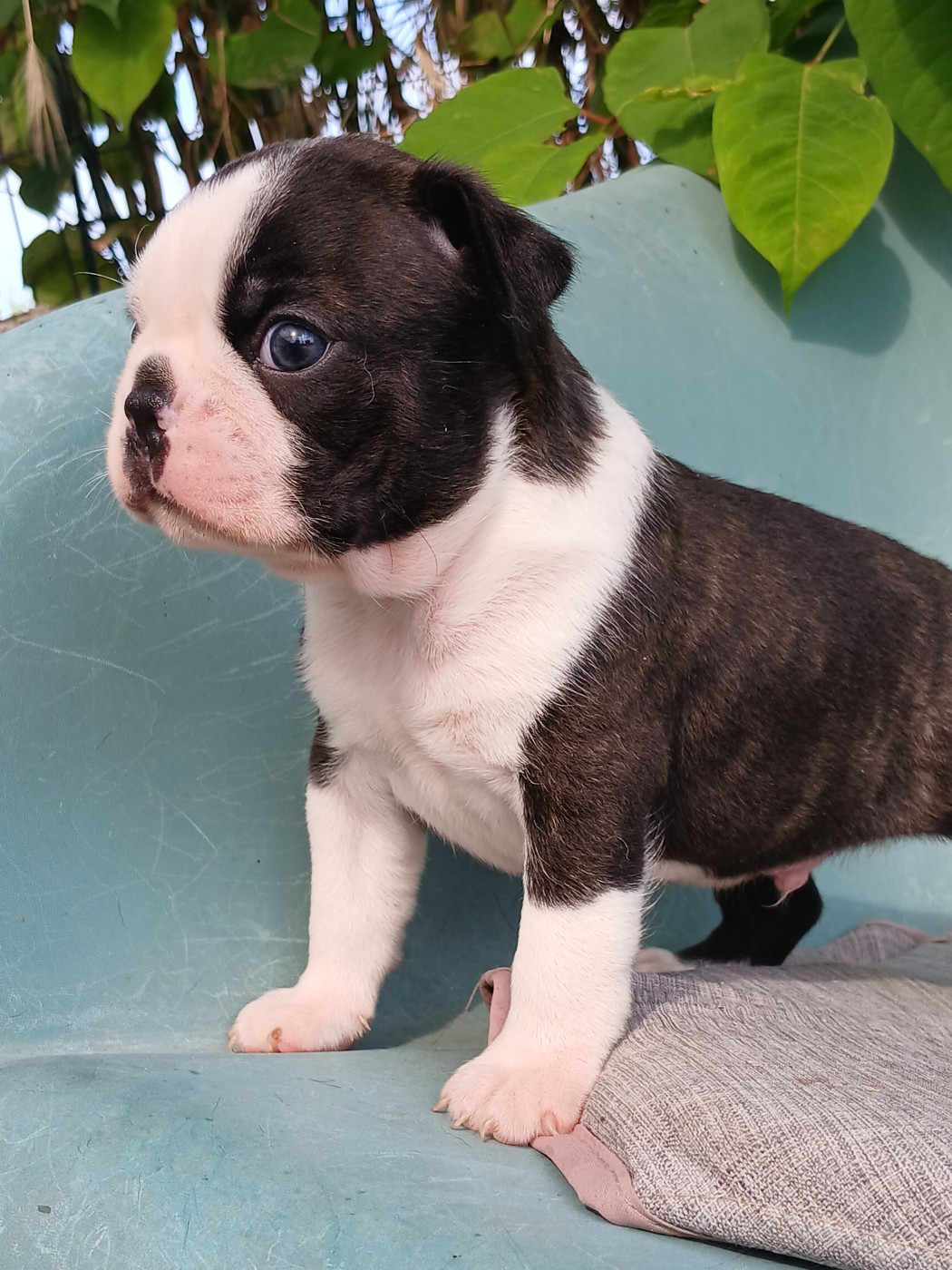 du domaine de la Rocherie - Chiots disponibles - Boston Terrier